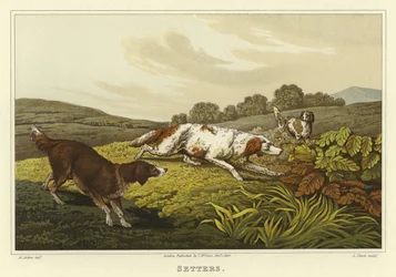 Setters